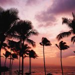 Hawaii_Trees_Sunset_Redcliffe_travel_agent_near_Brisbane