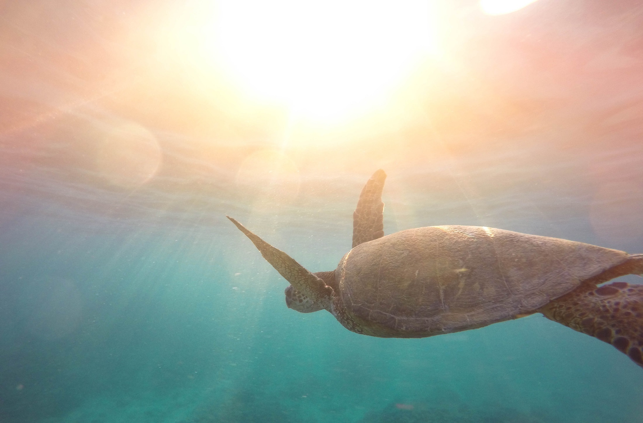 Hawaii_Turtle_Underwater_over_50s_Redcliffe_travel_agent_near_Brisbane
